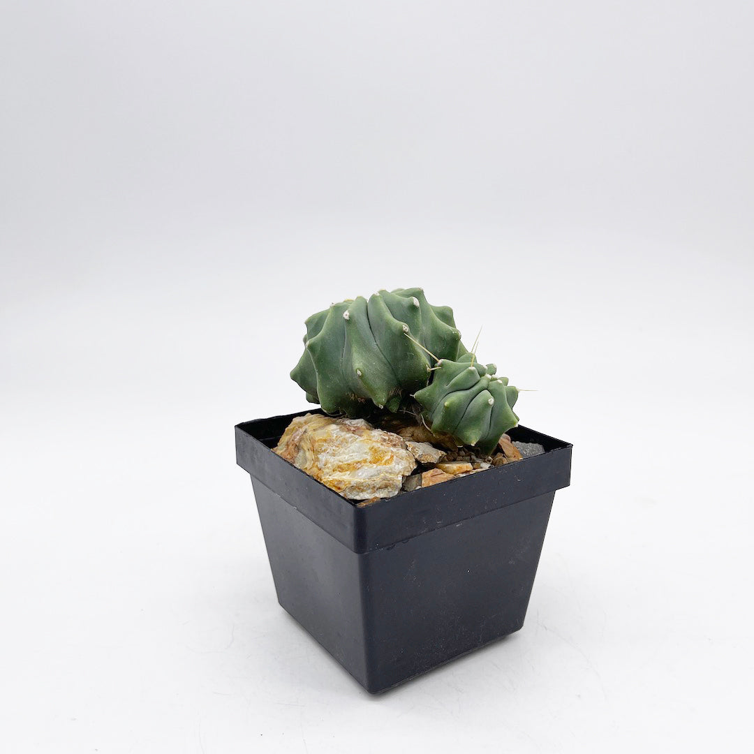フェロカクタス 刺無王冠竜 habitat style POT SET