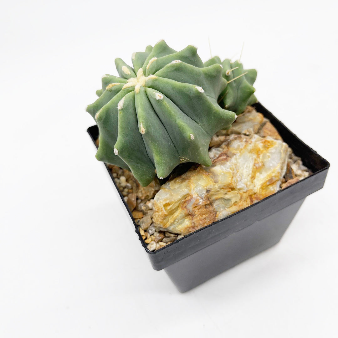 フェロカクタス 刺無王冠竜 habitat style POT SET