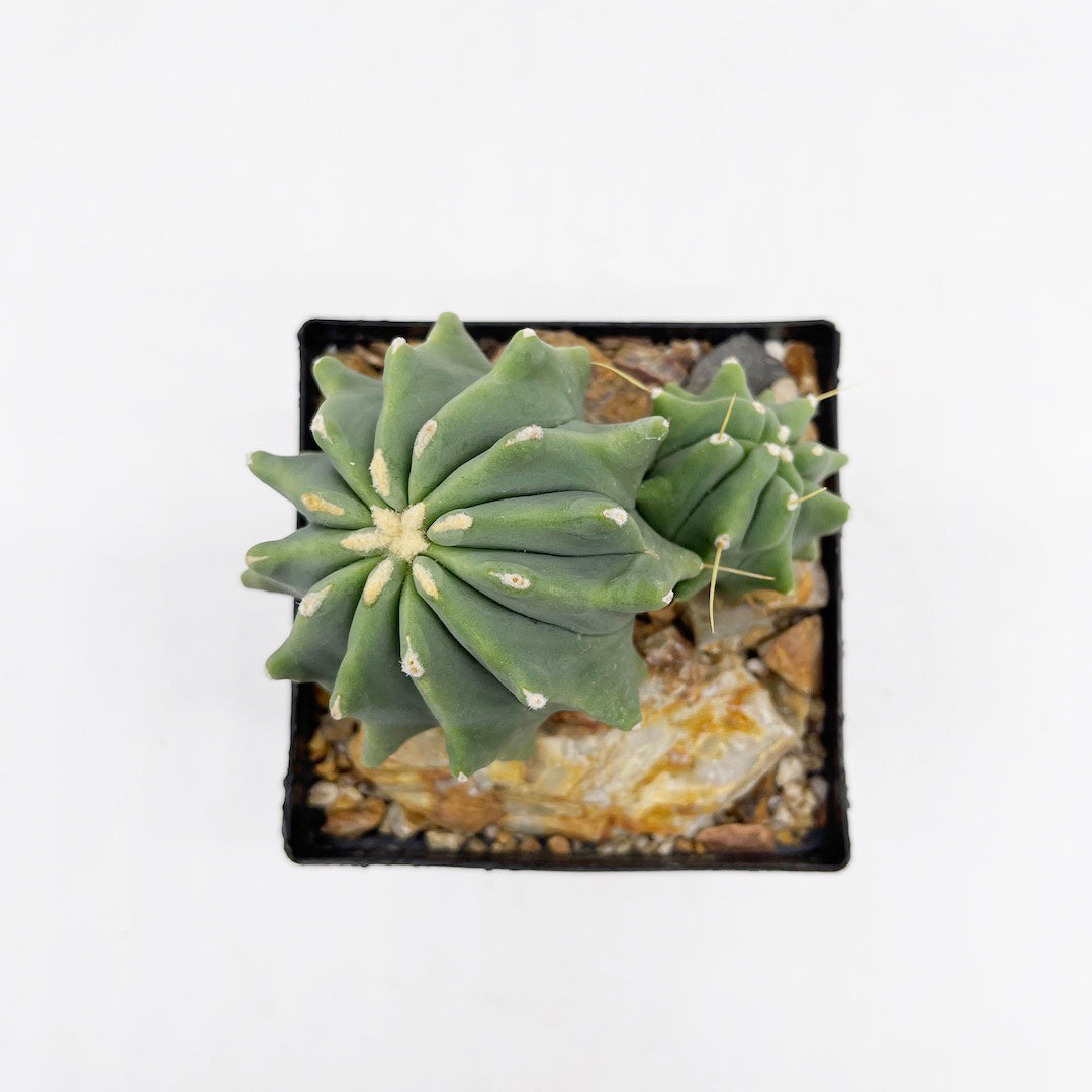 フェロカクタス 刺無王冠竜 habitat style POT SET