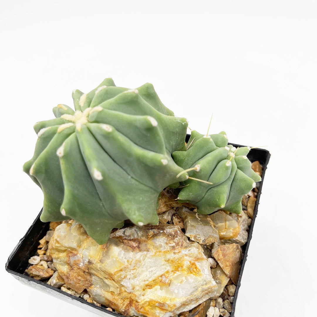 フェロカクタス 刺無王冠竜 habitat style POT SET