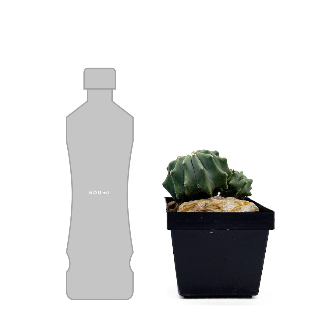 フェロカクタス 刺無王冠竜 habitat style POT SET