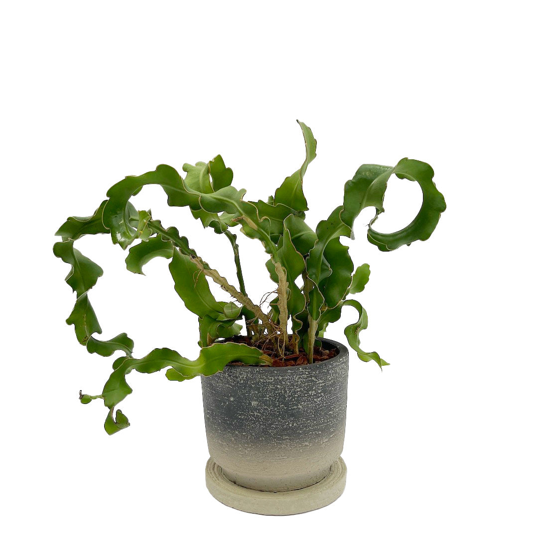 エピフィラム ガテマレンシス POT SET