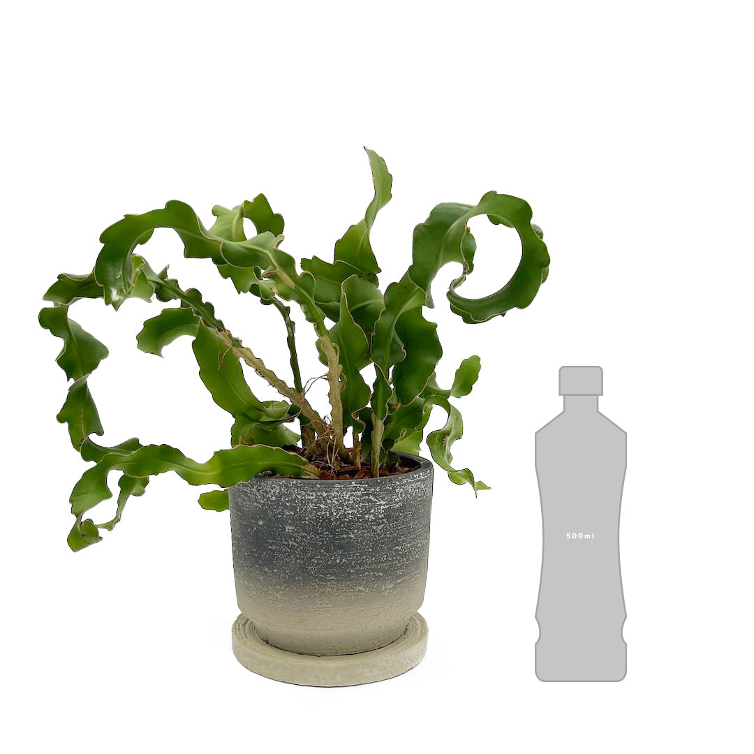 エピフィラム ガテマレンシス POT SET