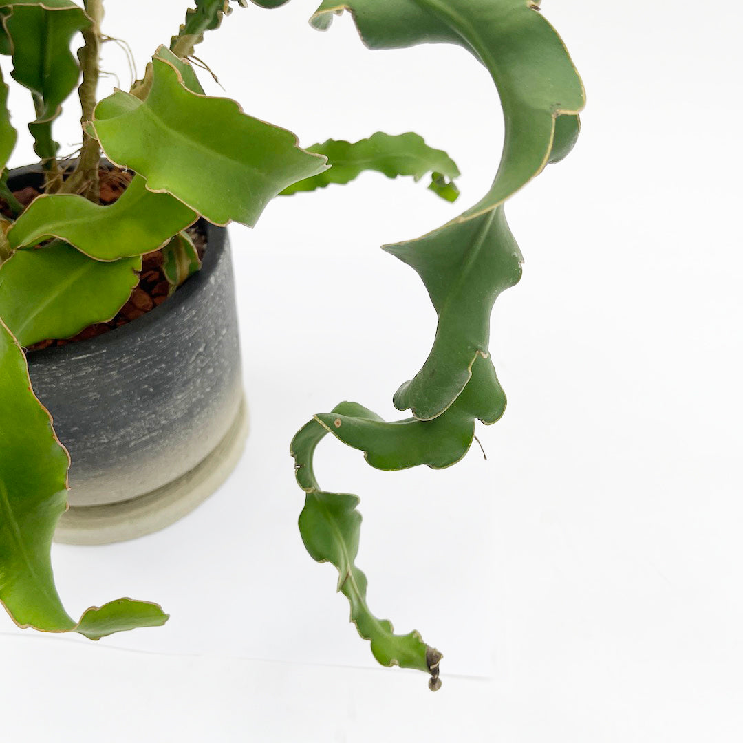 エピフィラム ガテマレンシス POT SET