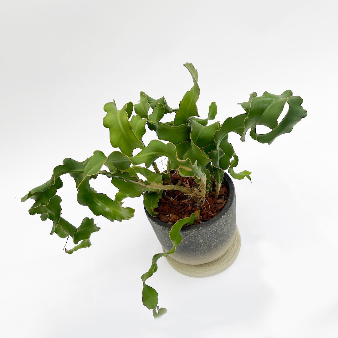 エピフィラム ガテマレンシス POT SET