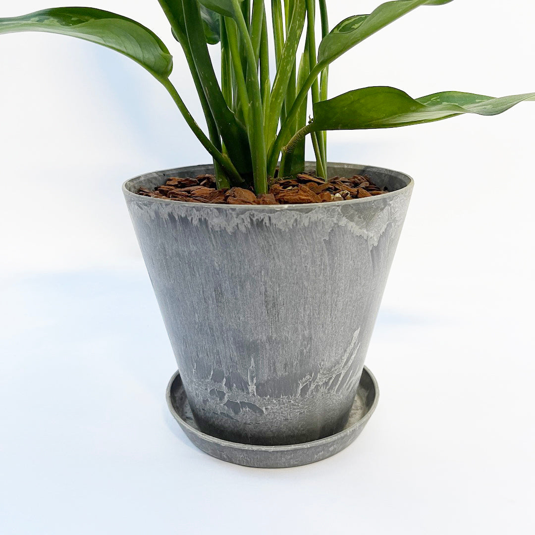 アグラオネマ マリア POT SET