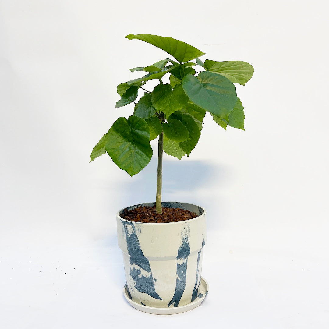フィカス ウンベラータ POT SET