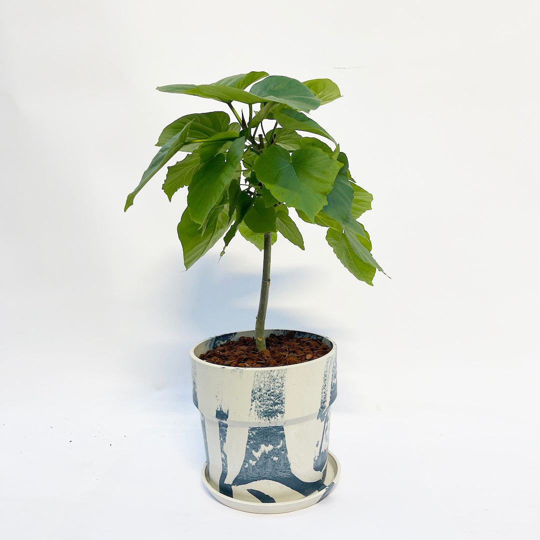 フィカス ウンベラータ POT SET