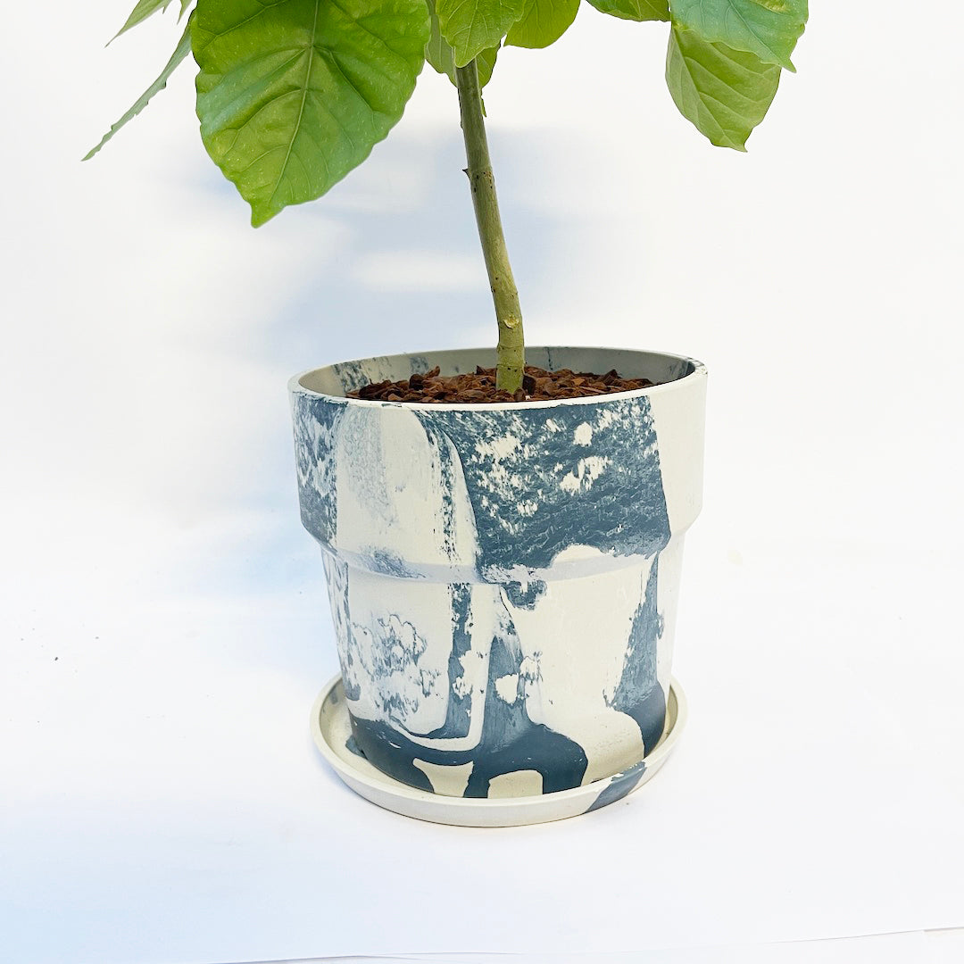 フィカス ウンベラータ POT SET