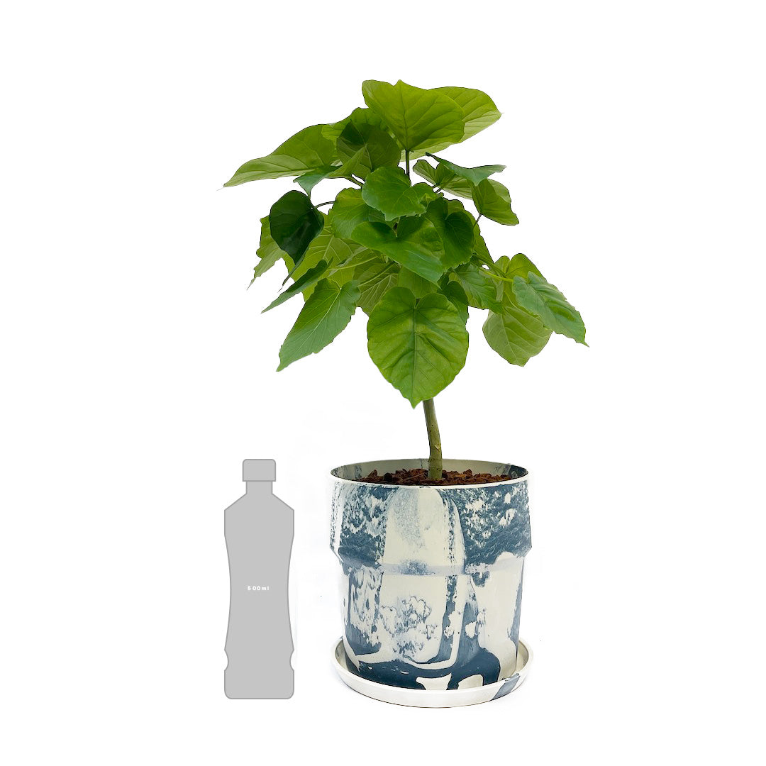 フィカス ウンベラータ POT SET