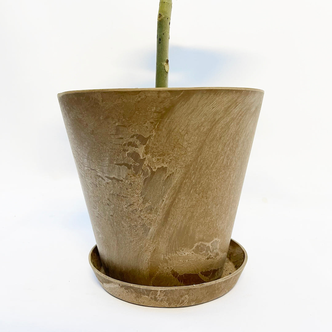フィカス ウンベラータ POT SET / br