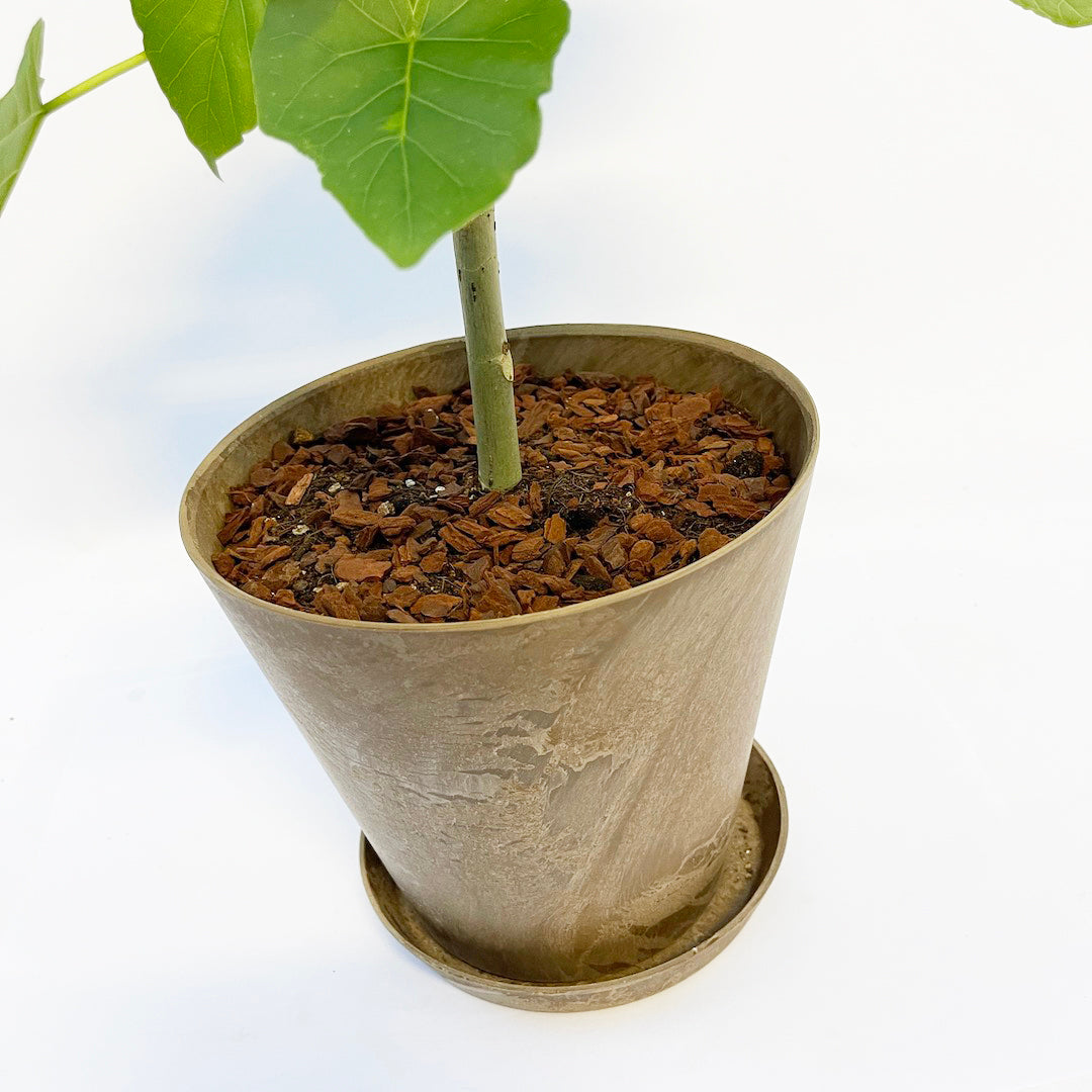 フィカス ウンベラータ POT SET / br