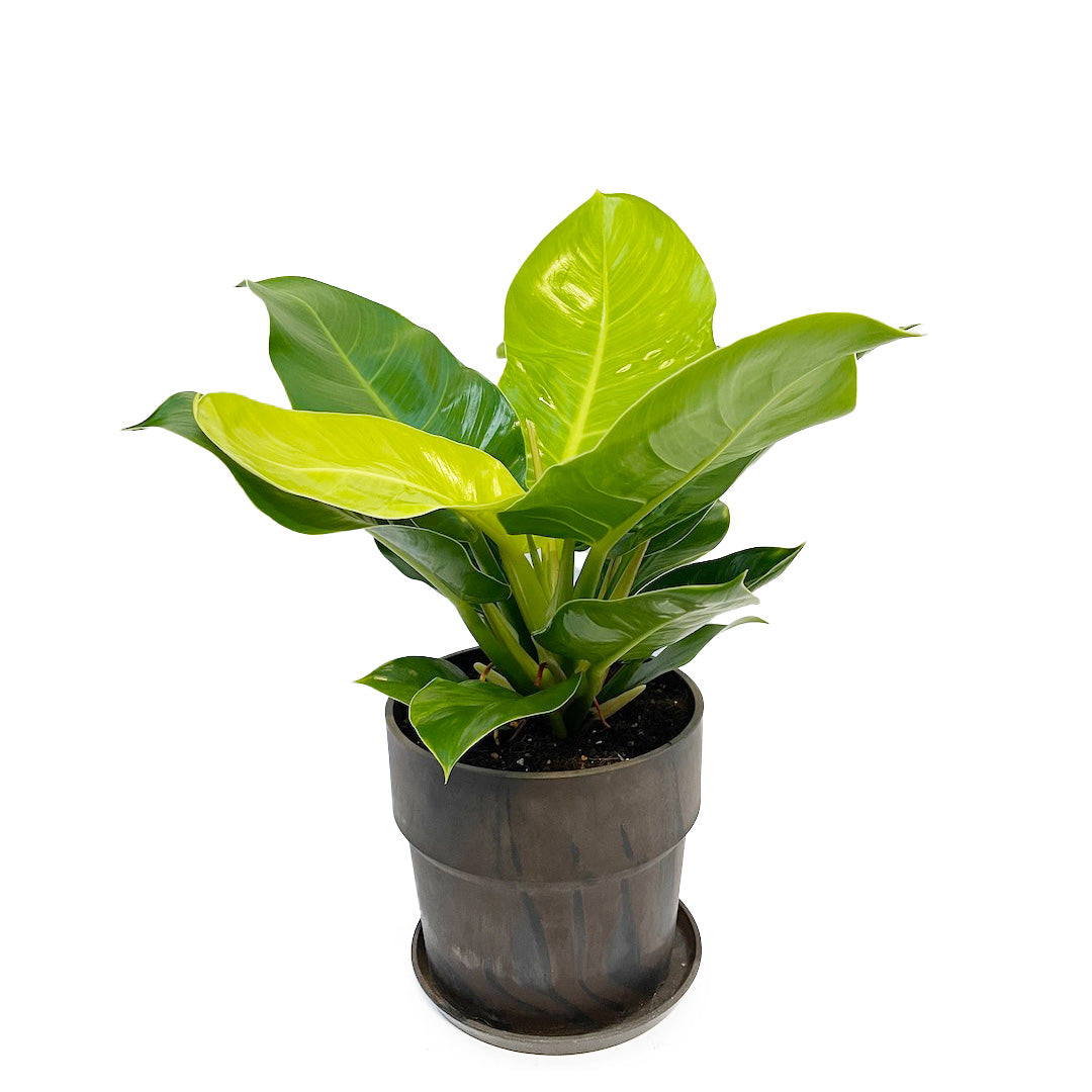 フィロデンドロン インペリアルゴールド POT SET