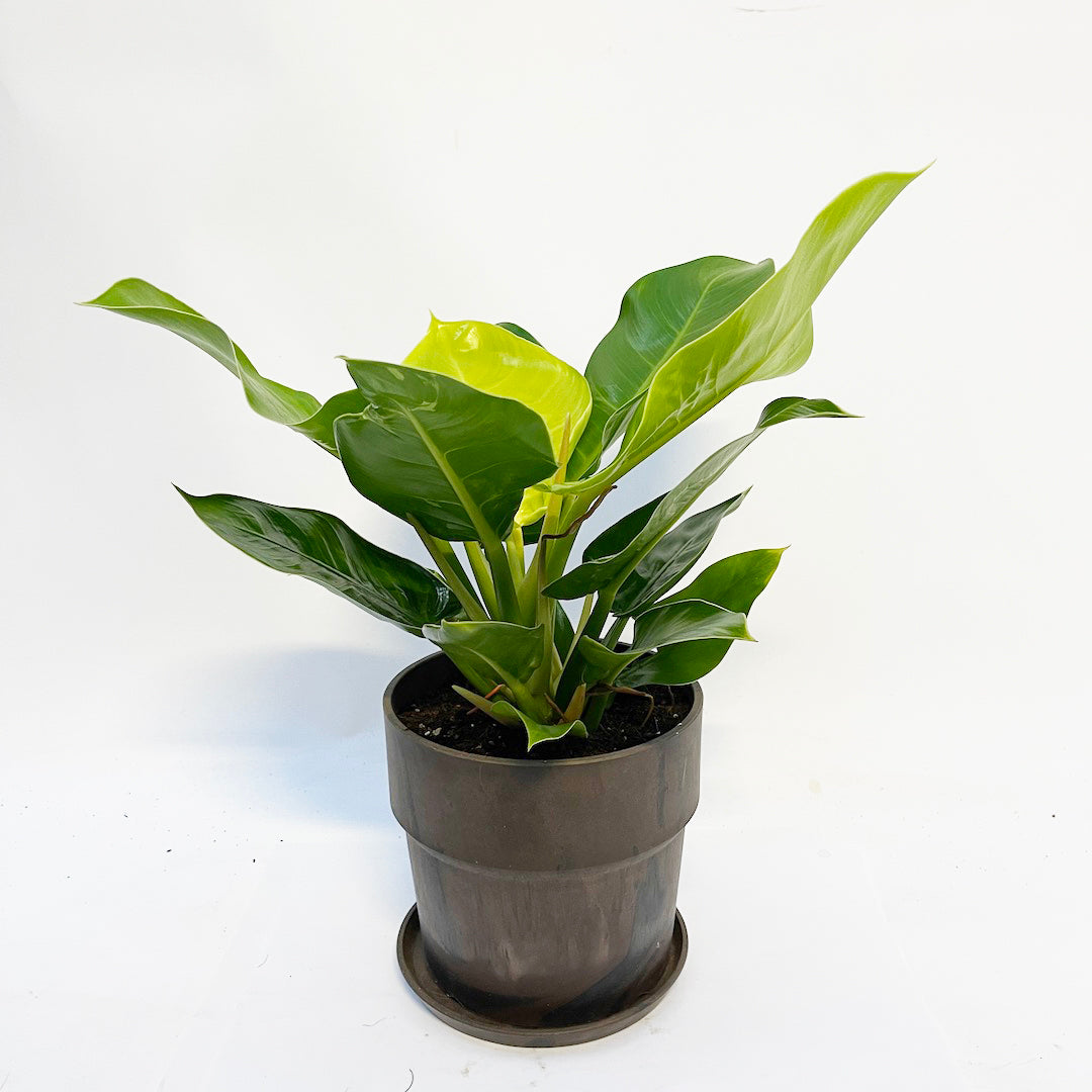 フィロデンドロン インペリアルゴールド POT SET