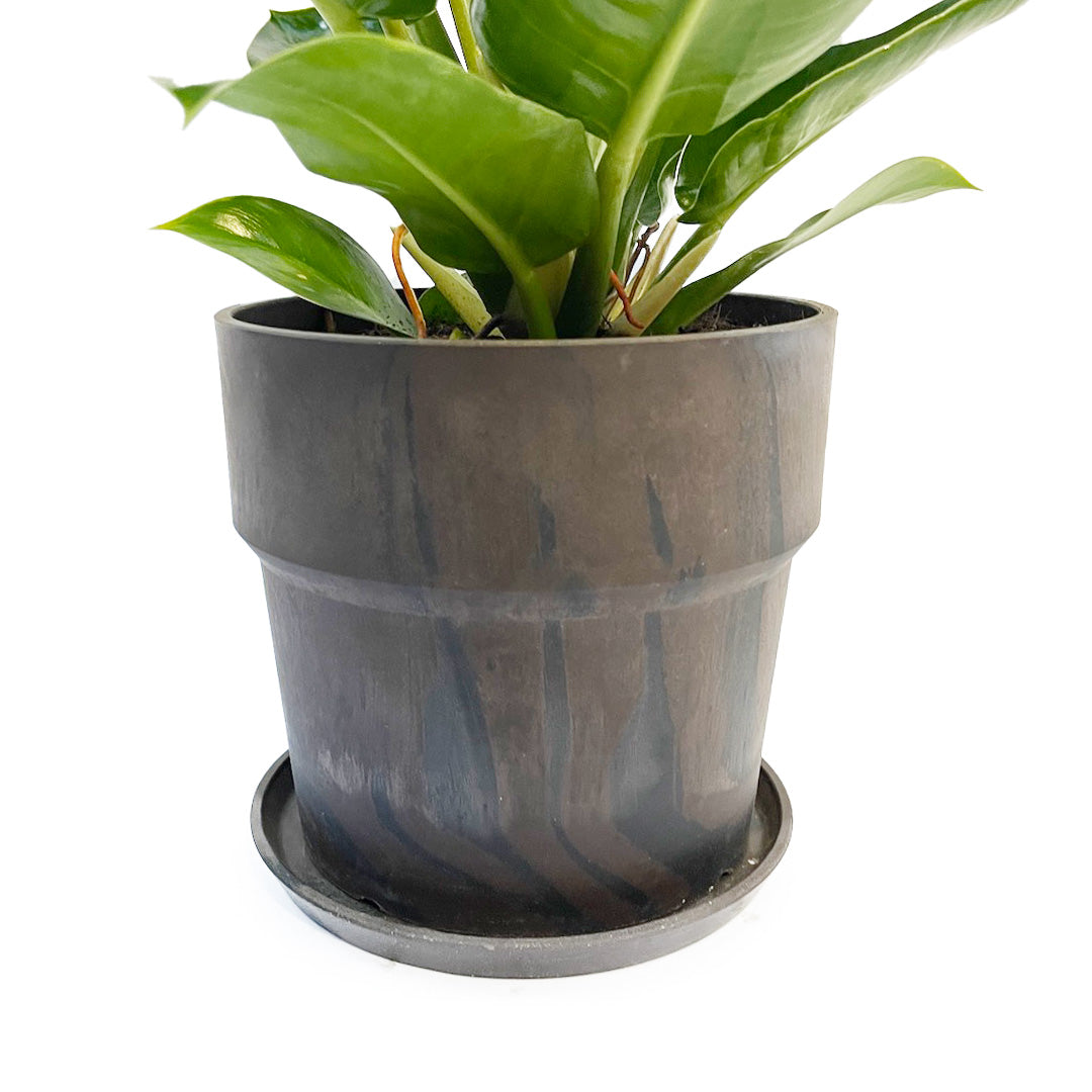 フィロデンドロン インペリアルゴールド POT SET