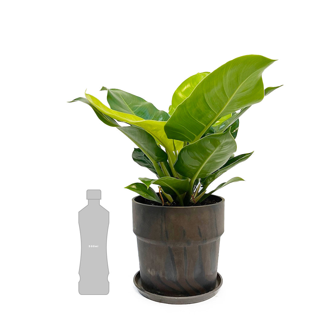 フィロデンドロン インペリアルゴールド POT SET