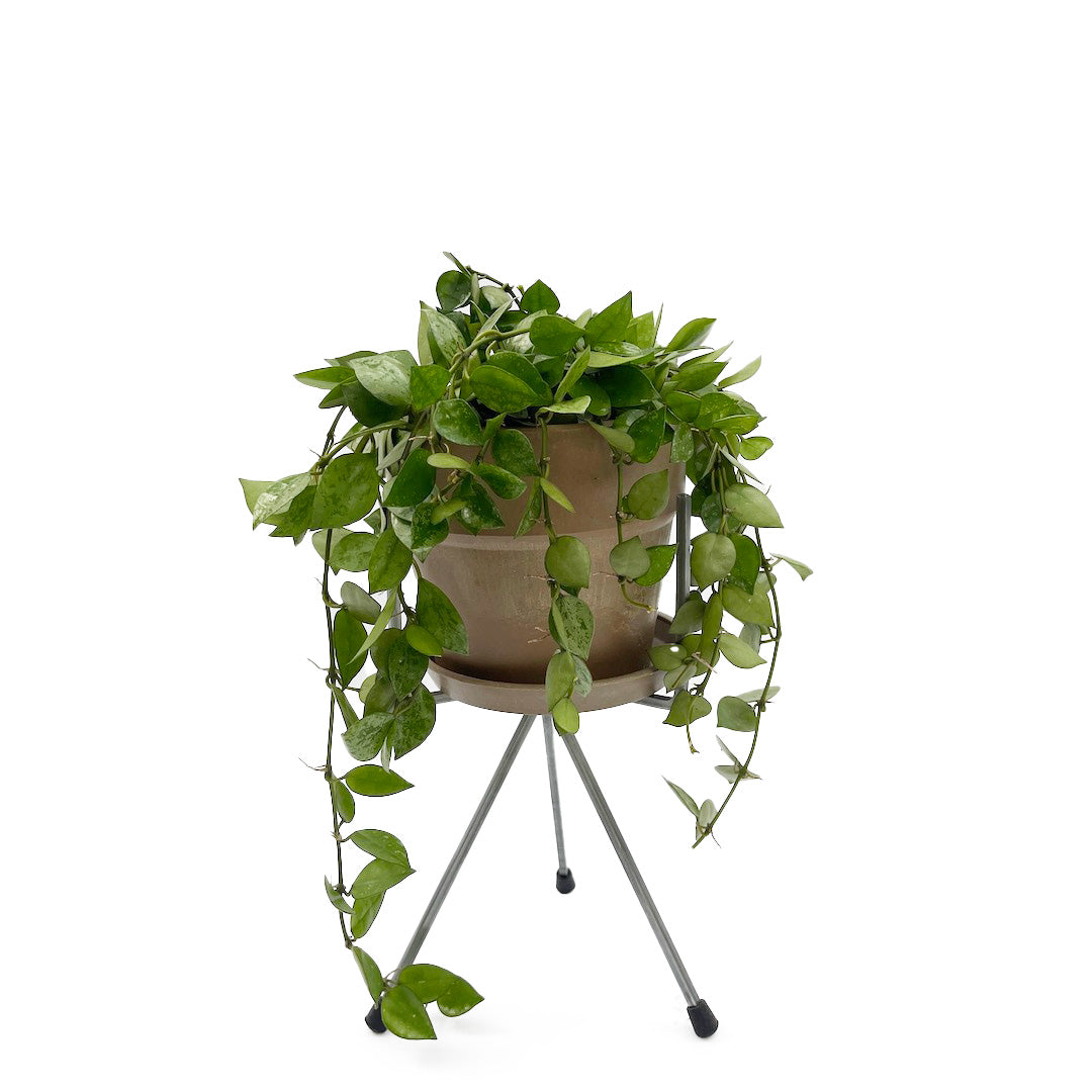 ホヤ クローニアナ シルバー STAND POT SET / br