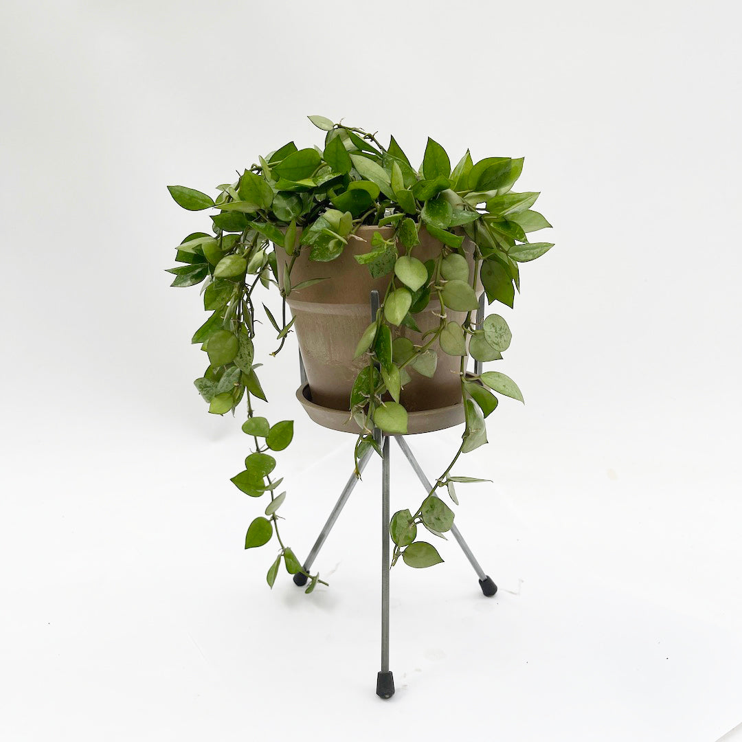 ホヤ クローニアナ シルバー STAND POT SET / br