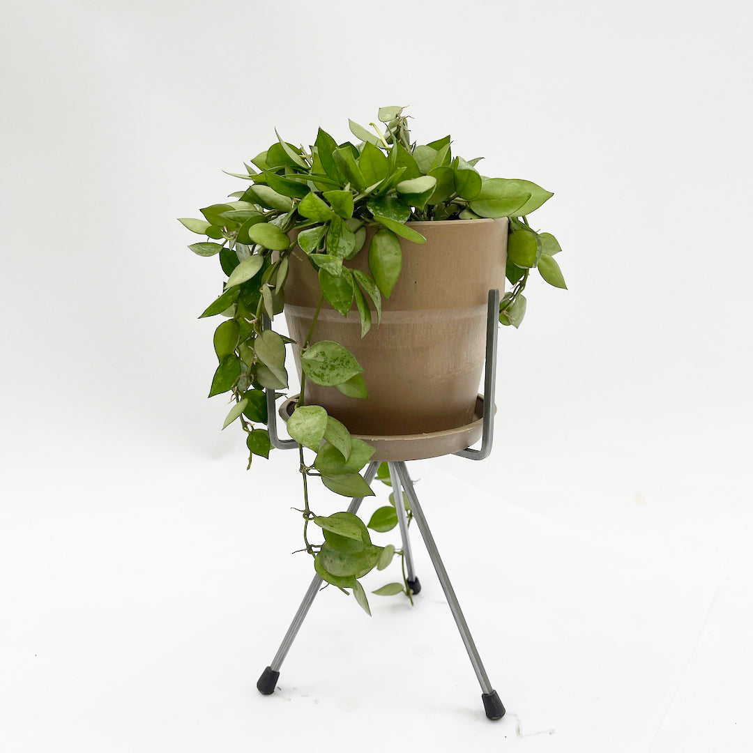 ホヤ クローニアナ シルバー STAND POT SET / br