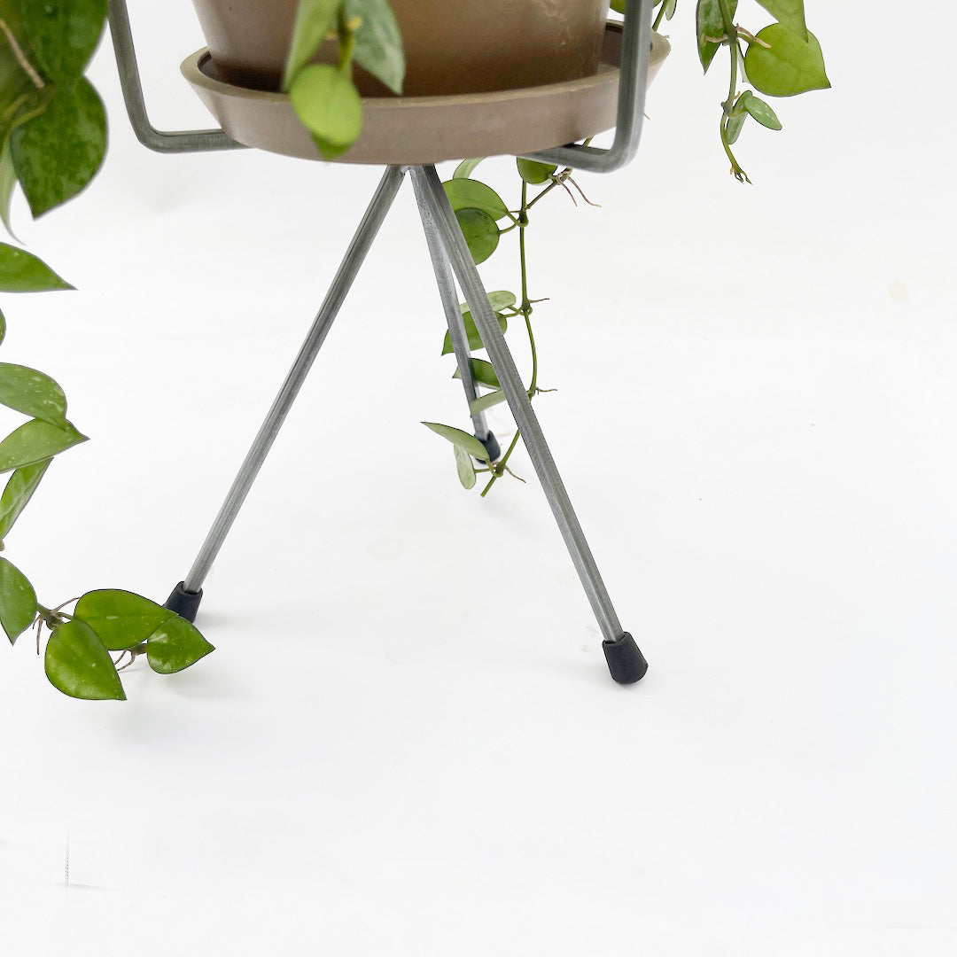 ホヤ クローニアナ シルバー STAND POT SET / br