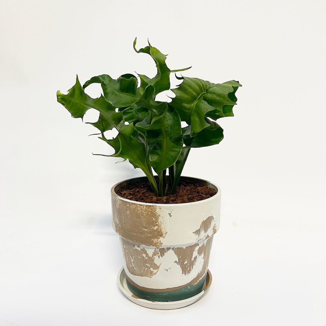 ミクロソリウム クリスパ POT SET