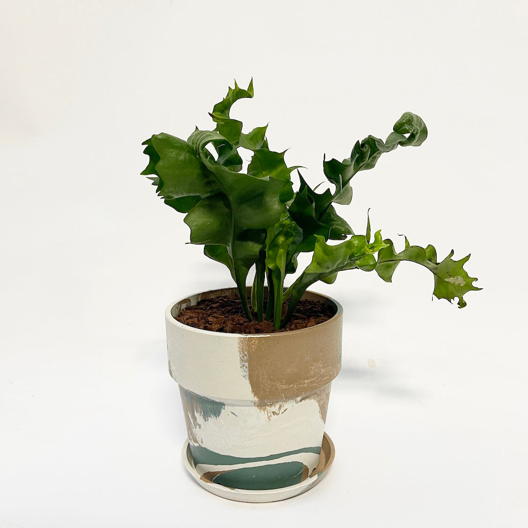 ミクロソリウム クリスパ POT SET