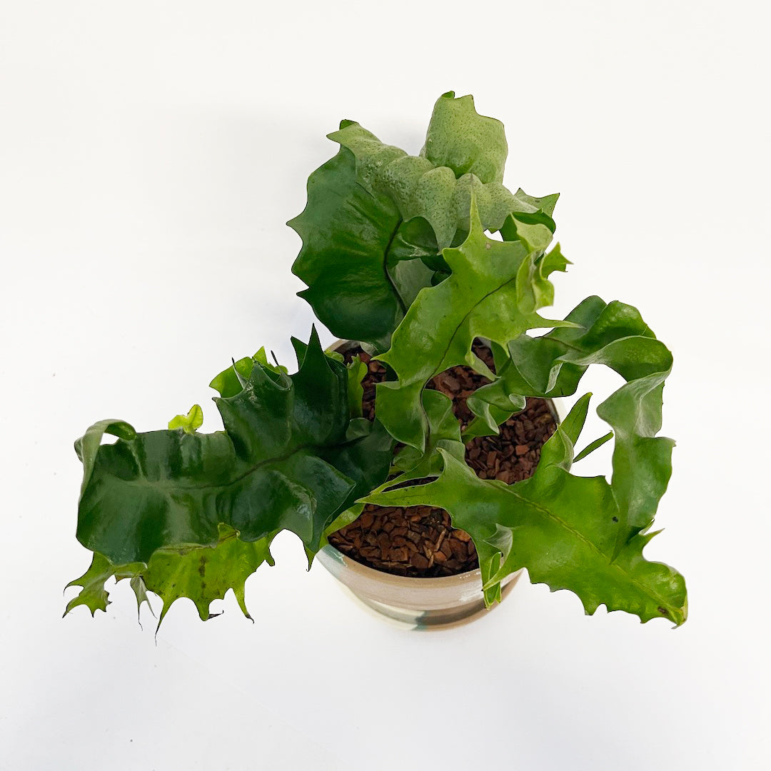 ミクロソリウム クリスパ POT SET