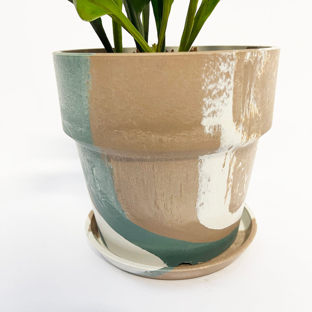 ミクロソリウム クリスパ POT SET