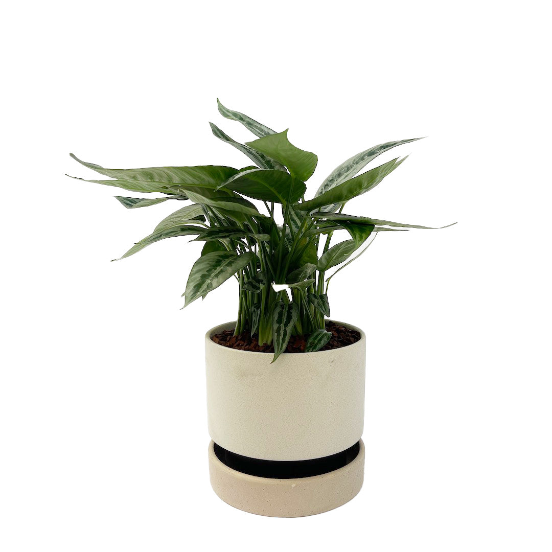 スキスマトグロッティス ワリシー POT SET
