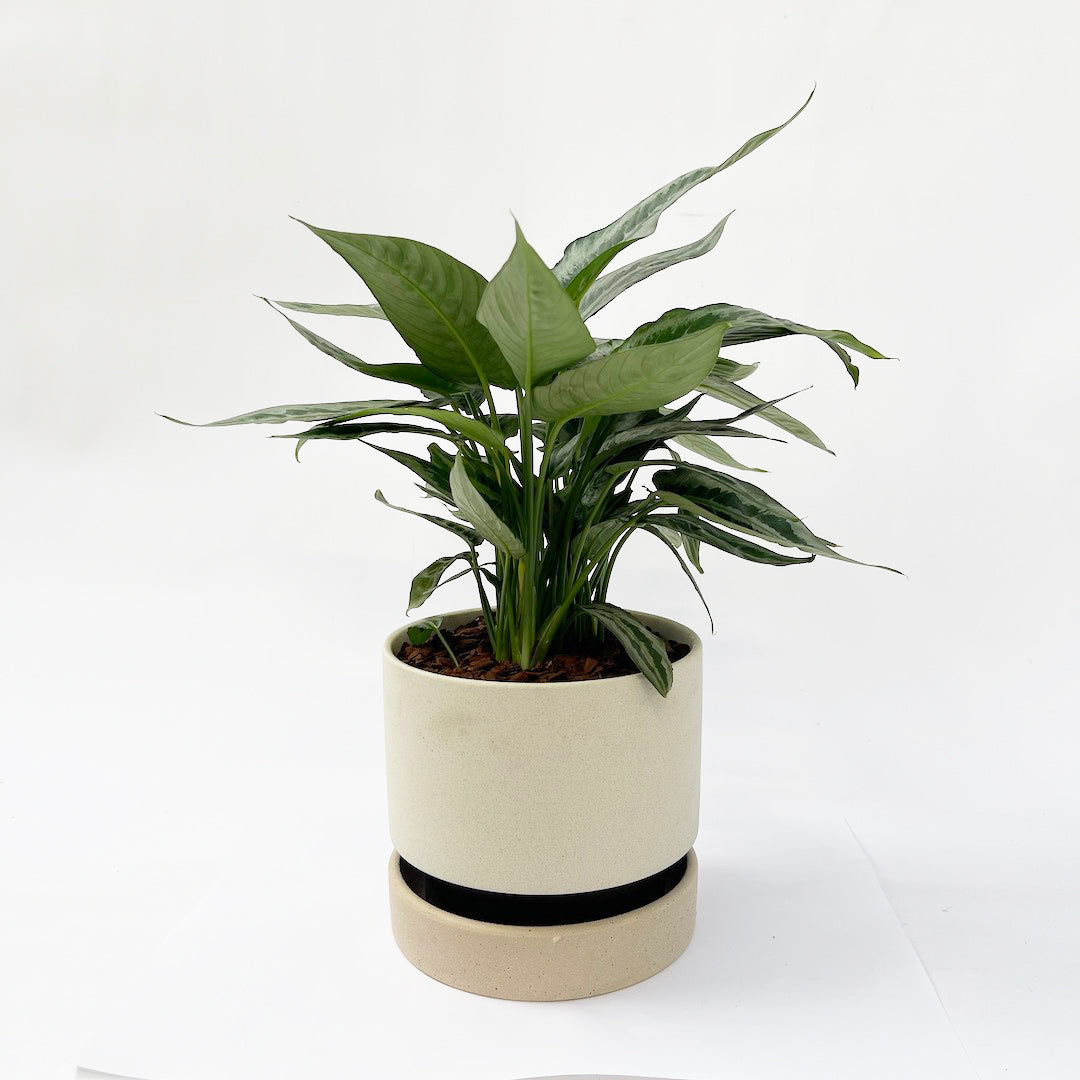 スキスマトグロッティス ワリシー POT SET
