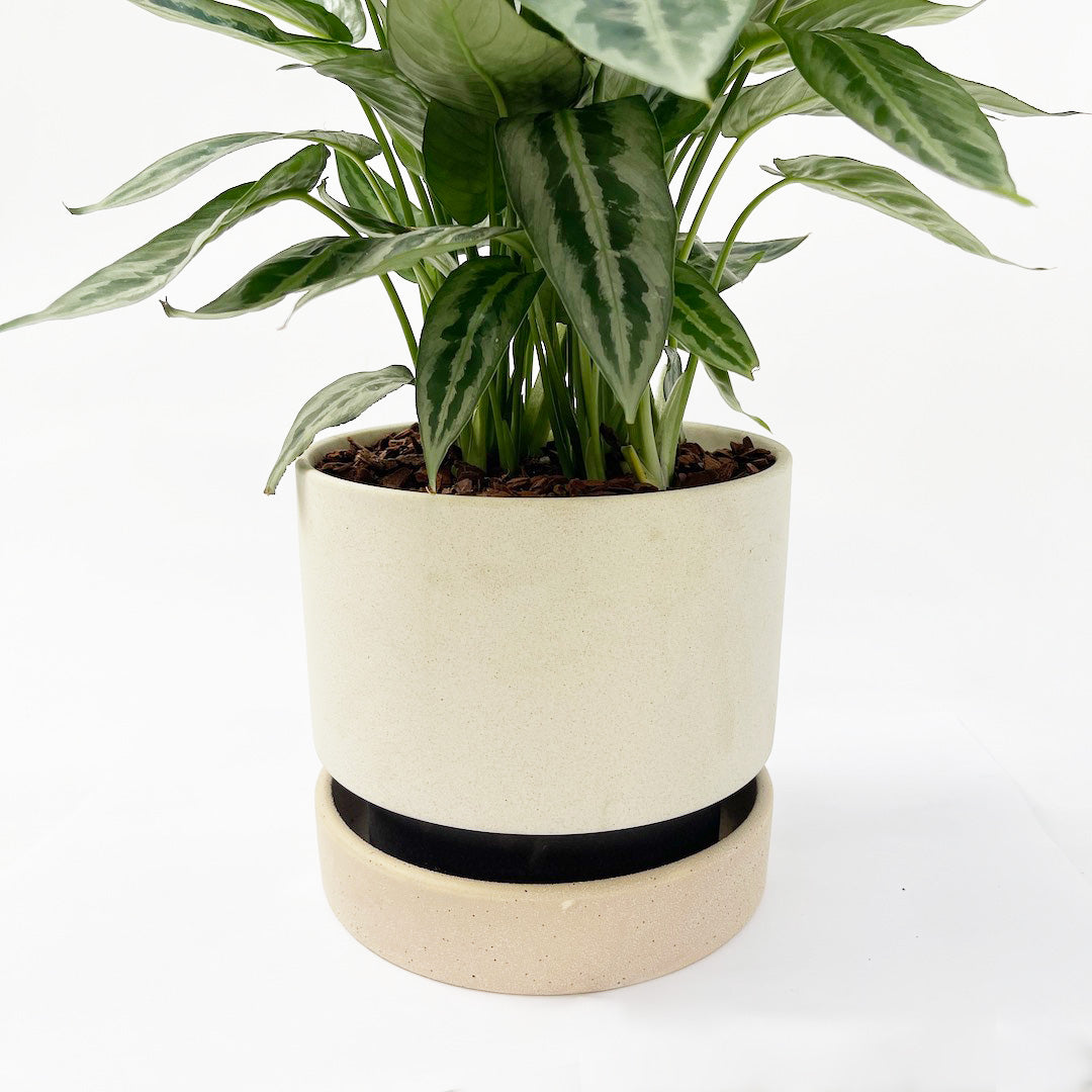 スキスマトグロッティス ワリシー POT SET