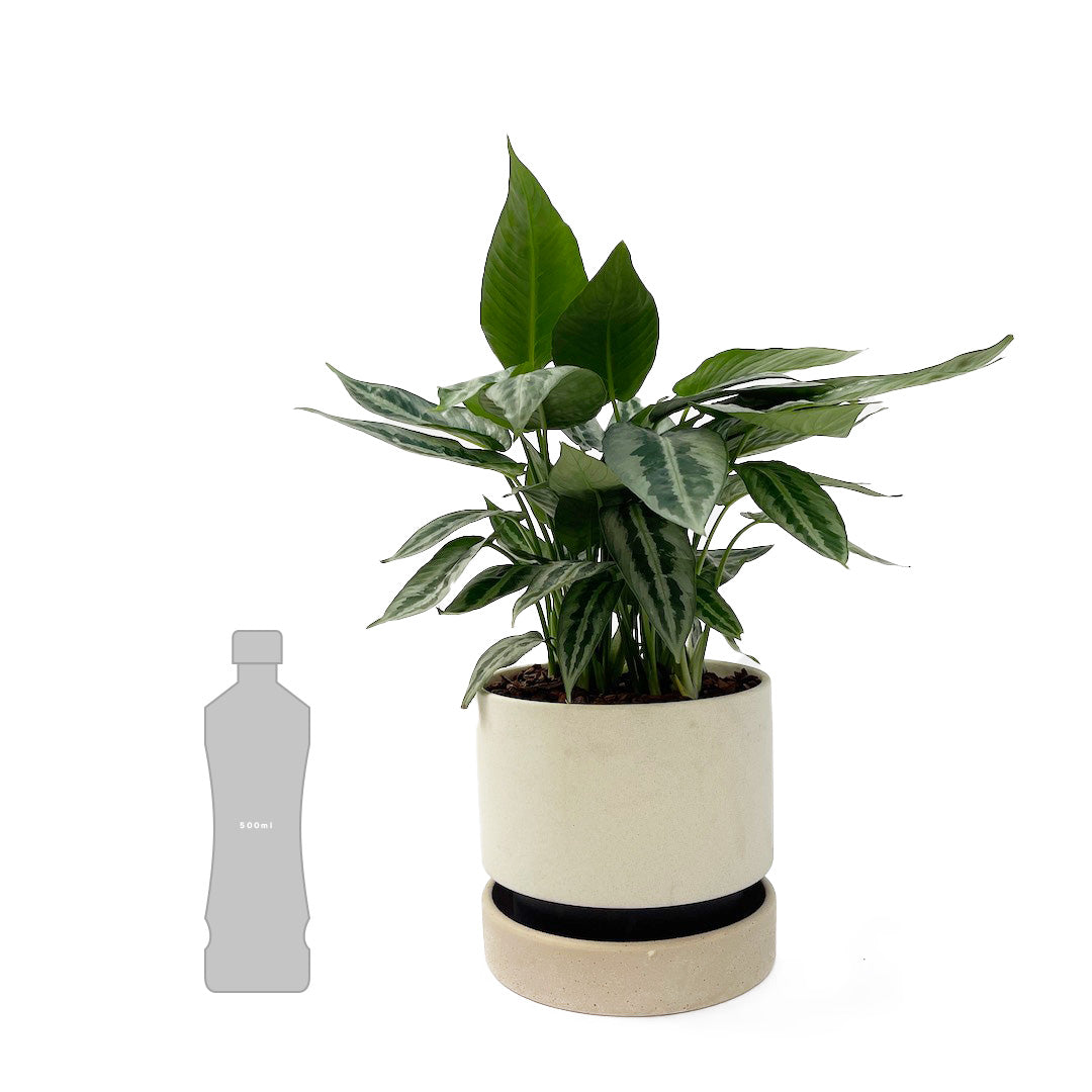 スキスマトグロッティス ワリシー POT SET
