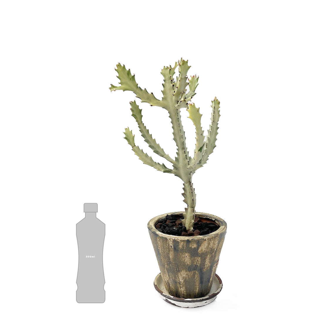 ホワイトゴースト POT SET