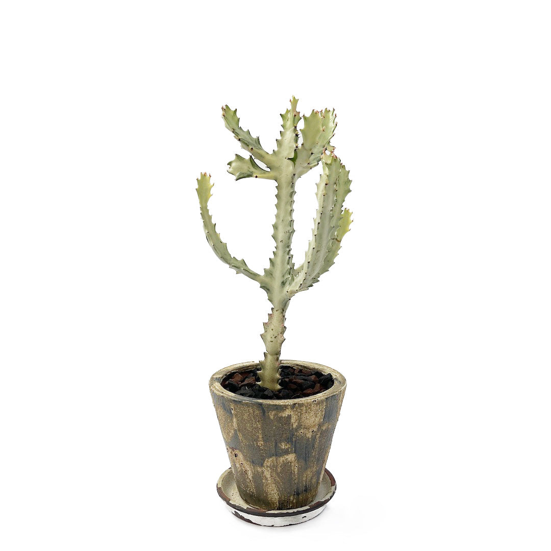 ホワイトゴースト POT SET