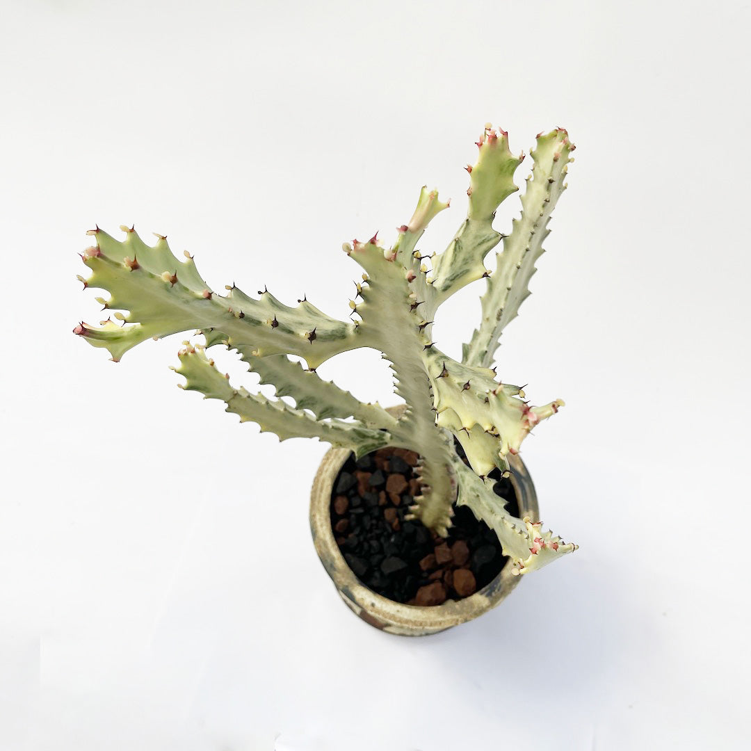 ホワイトゴースト POT SET