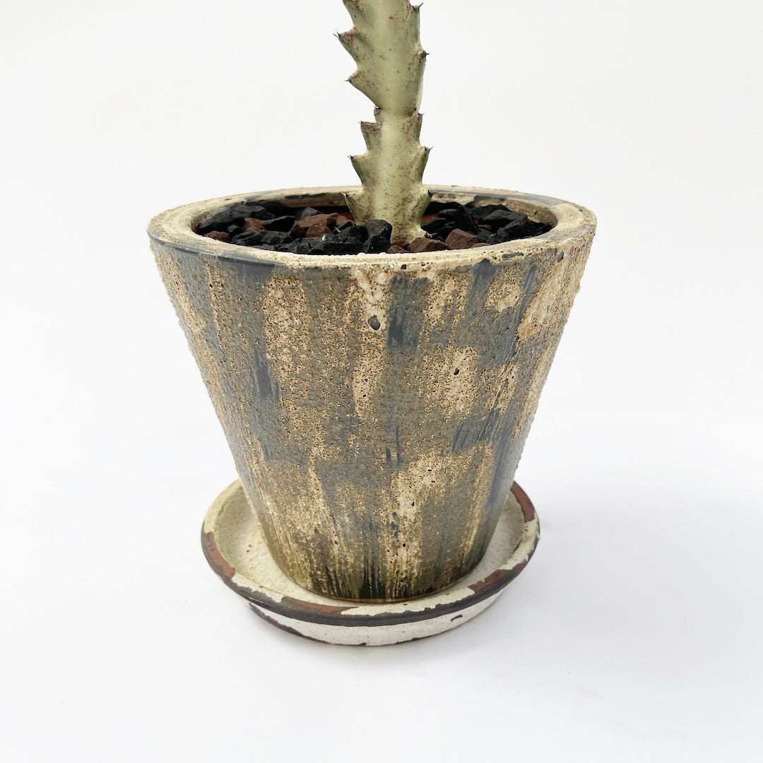 ホワイトゴースト POT SET