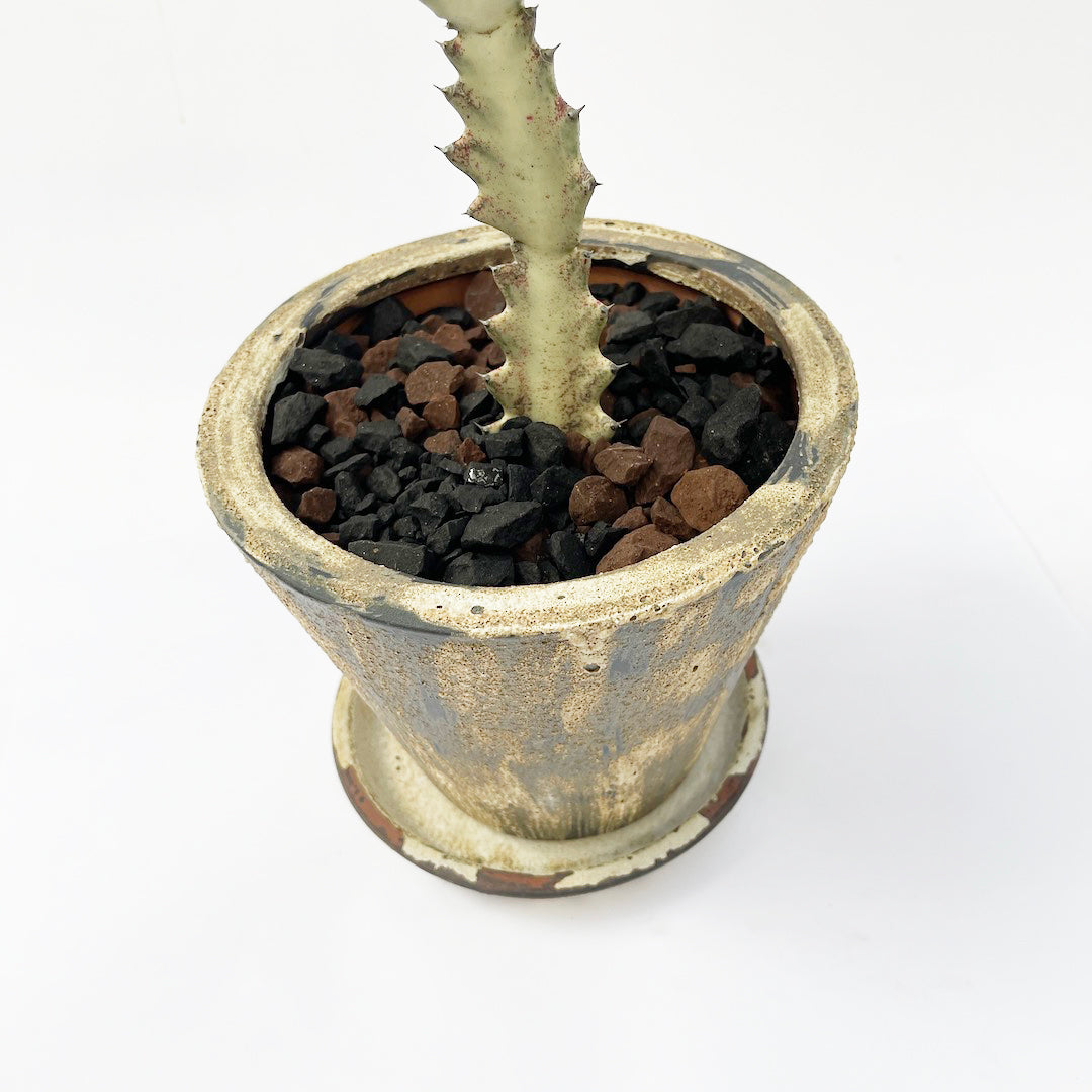 ホワイトゴースト POT SET