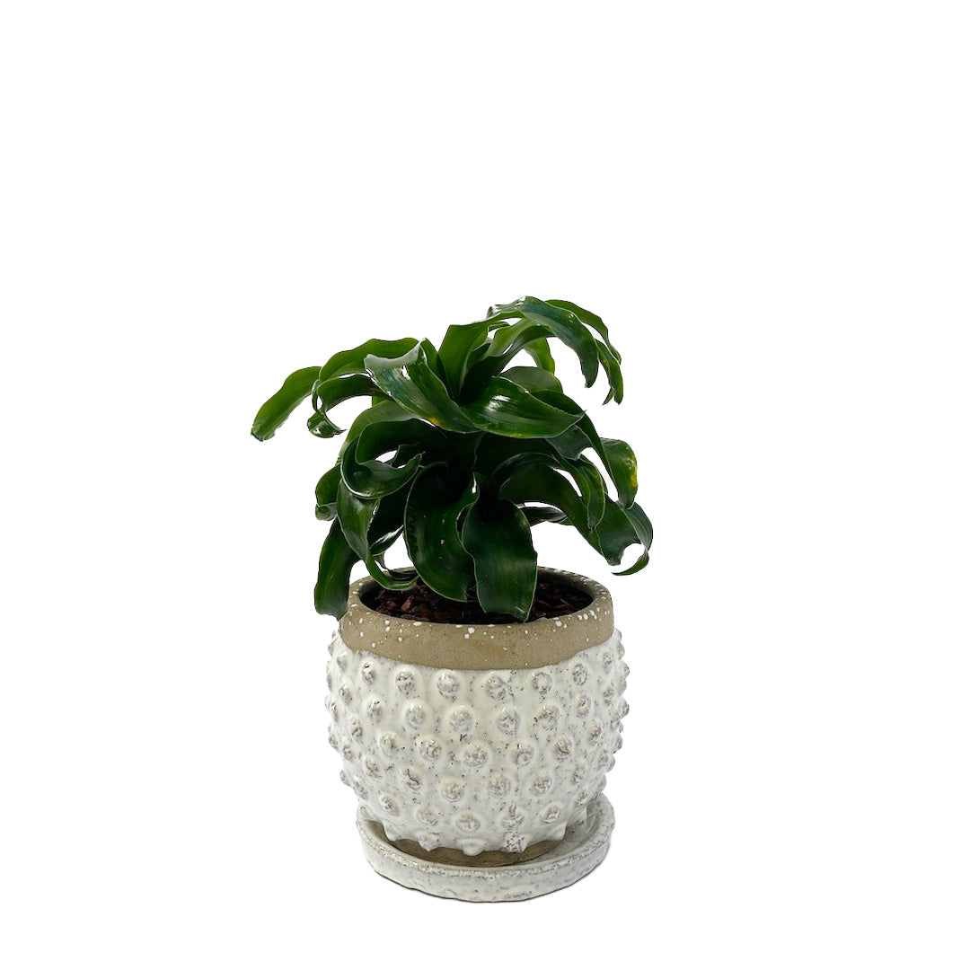 ドラセナ トルネード POT SET