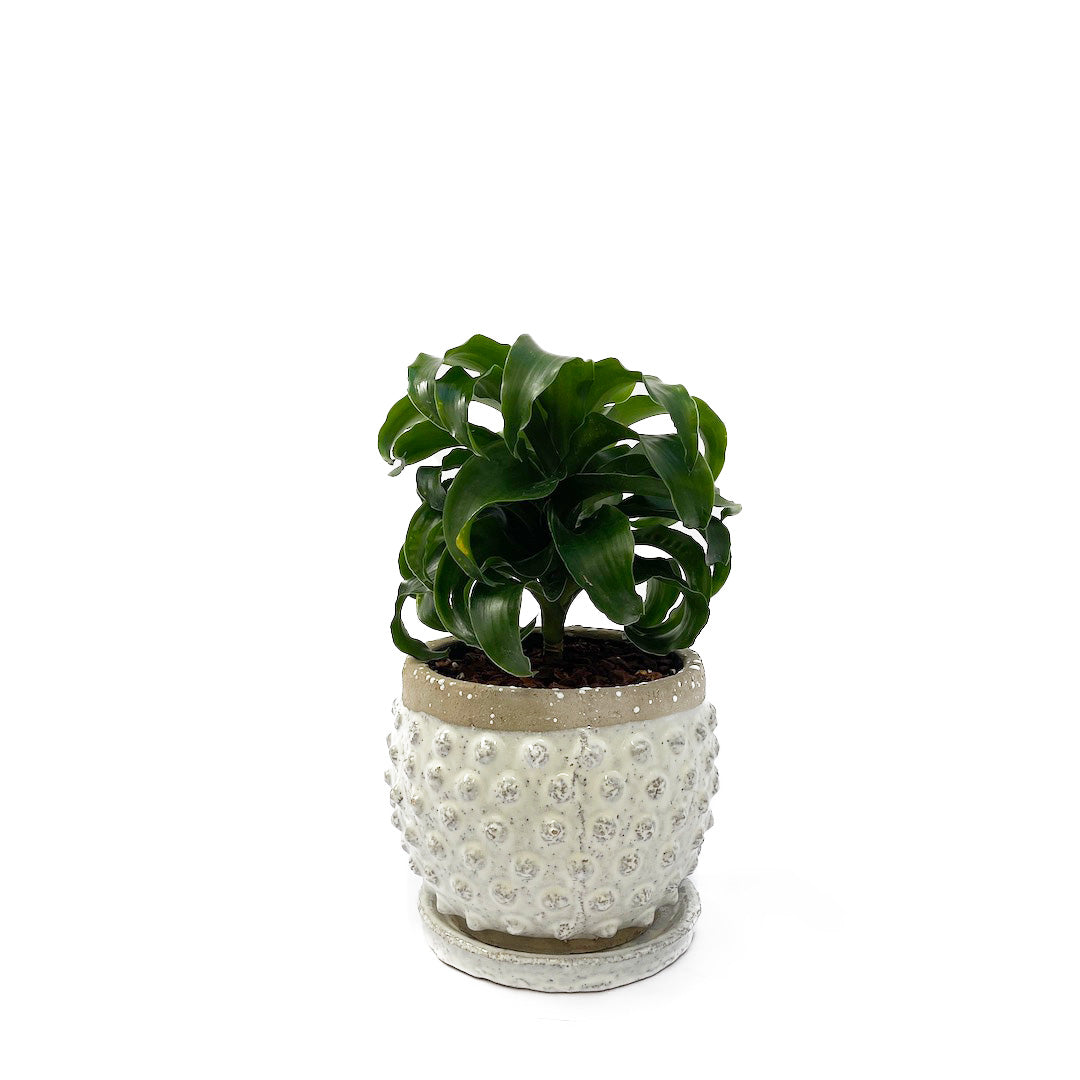 ドラセナ トルネード POT SET
