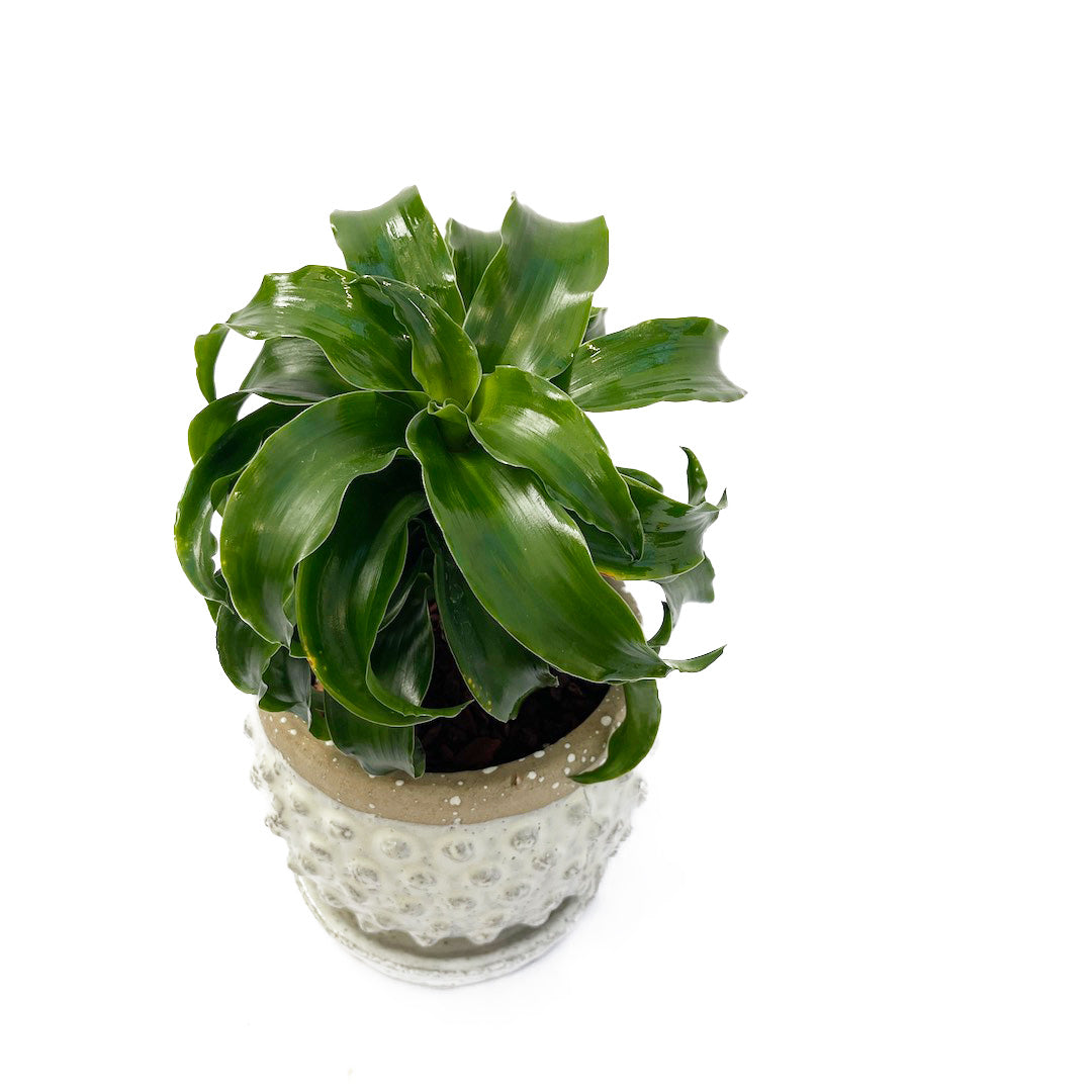 ドラセナ トルネード POT SET