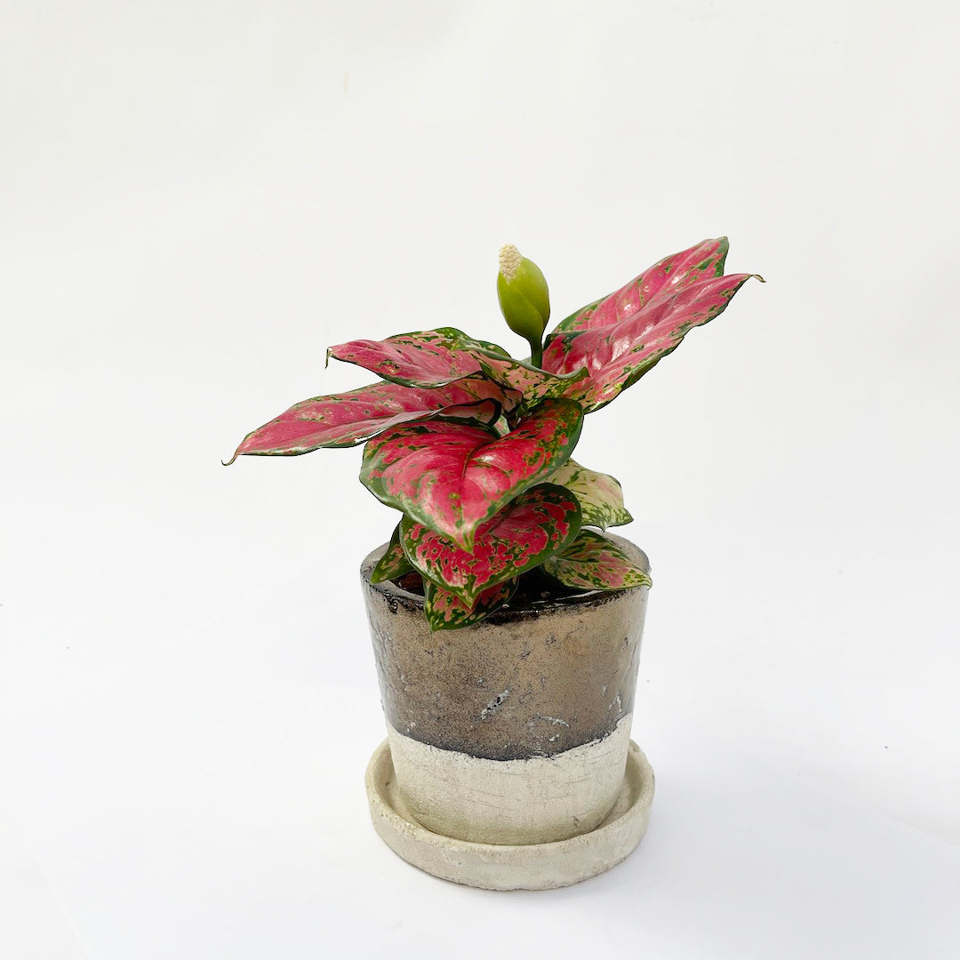 アグラオネマ レッド POT SET