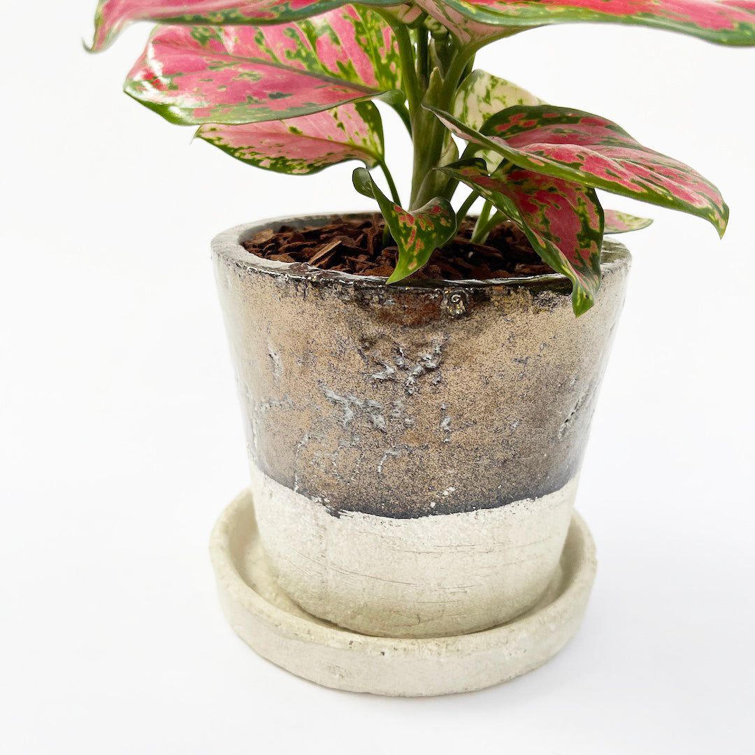アグラオネマ レッド POT SET
