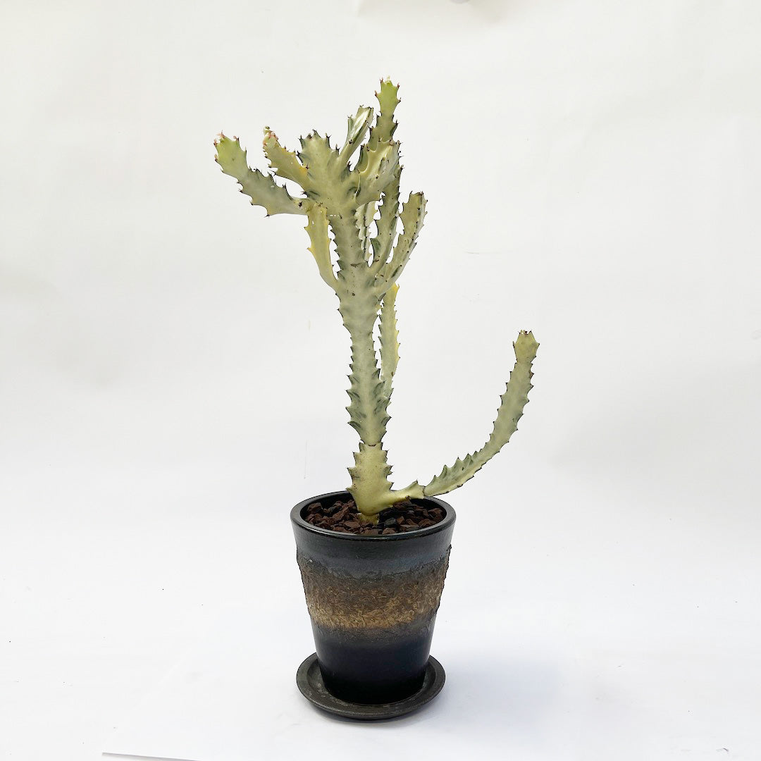 ホワイトゴースト POT SET / bk