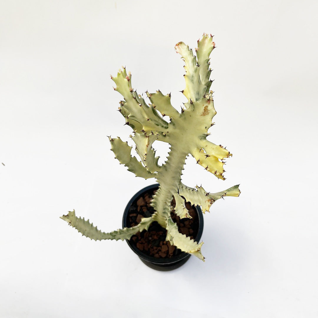 ホワイトゴースト POT SET / bk