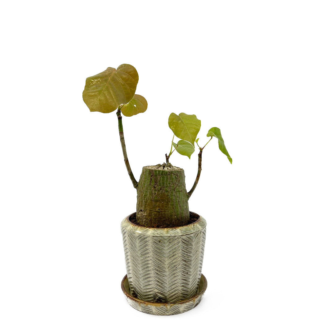羅以音窯 / ボンバックス POT SET