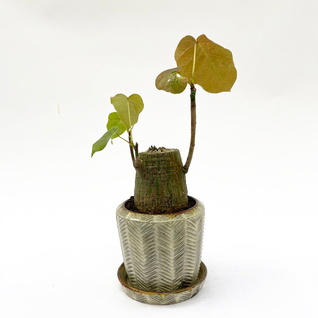 羅以音窯 / ボンバックス POT SET