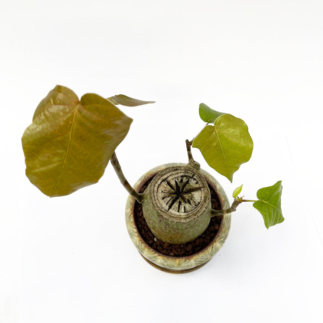 羅以音窯 / ボンバックス POT SET