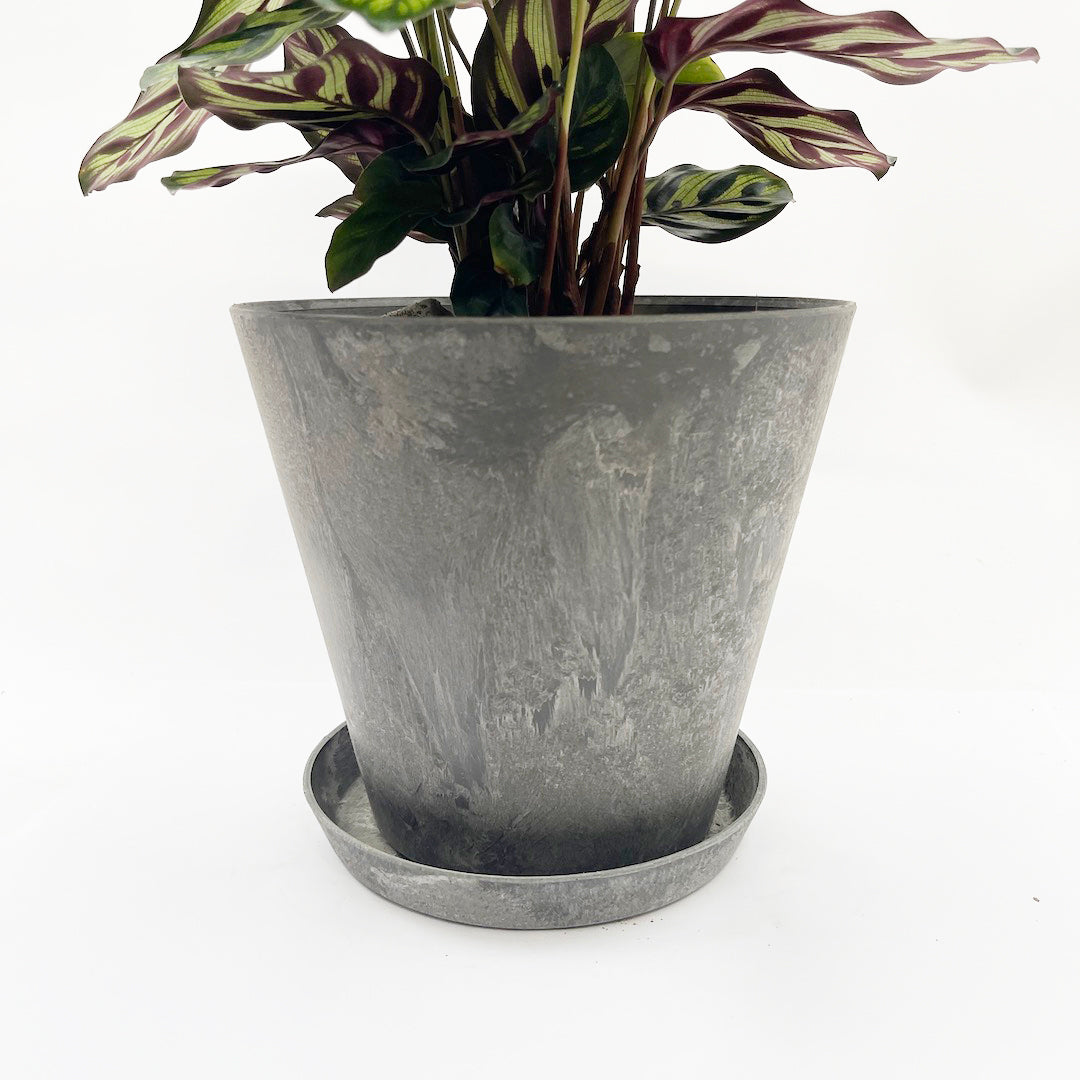 カラテア マコヤナ POT SET