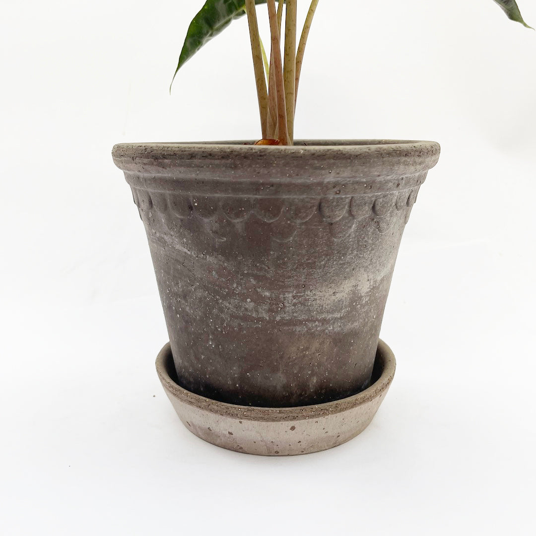 アロカシア アマゾニカ Bergs Potter POT SET
