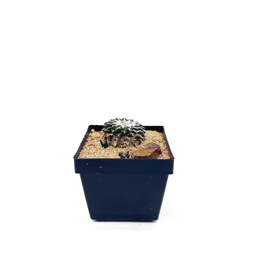 姫牡丹 habitat style POT SET